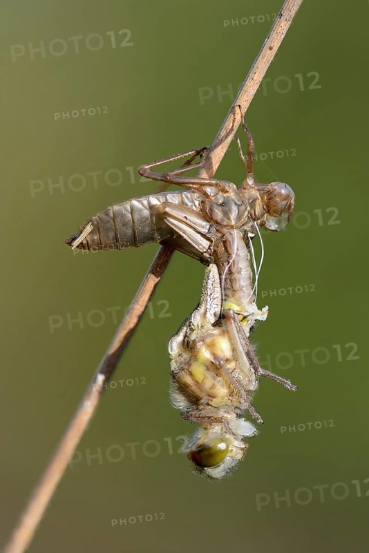 White-faced darter