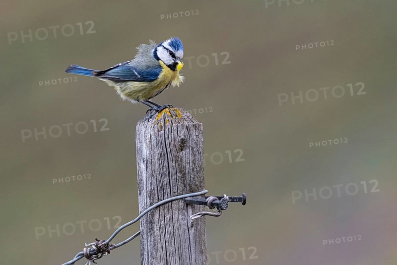 Blue tit