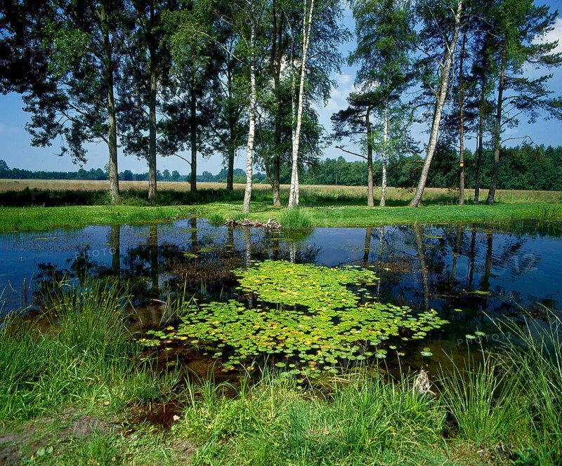 Pond with birches