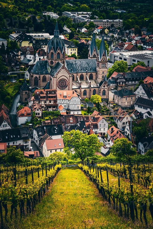 View over vineyards