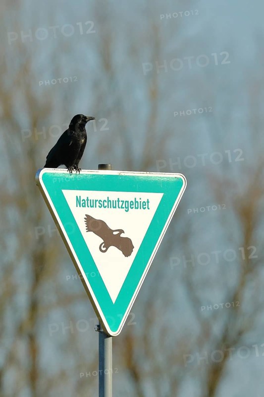 Carrion crow