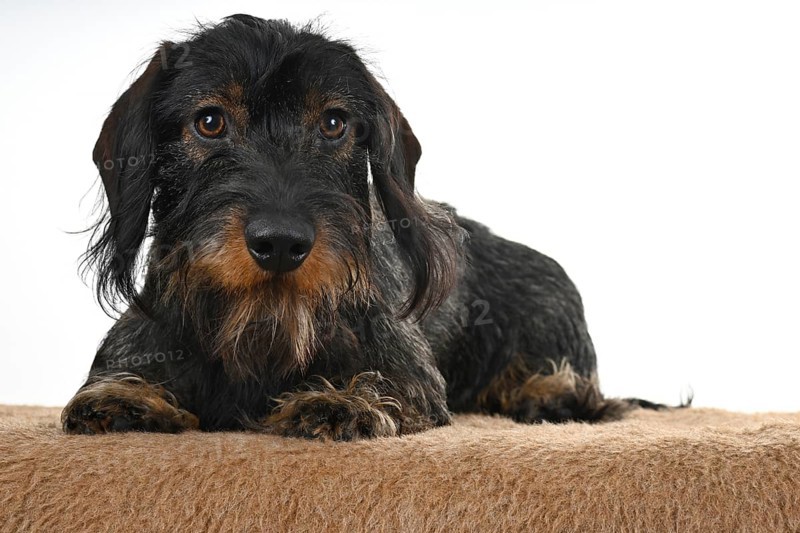 Wire-haired dachshund