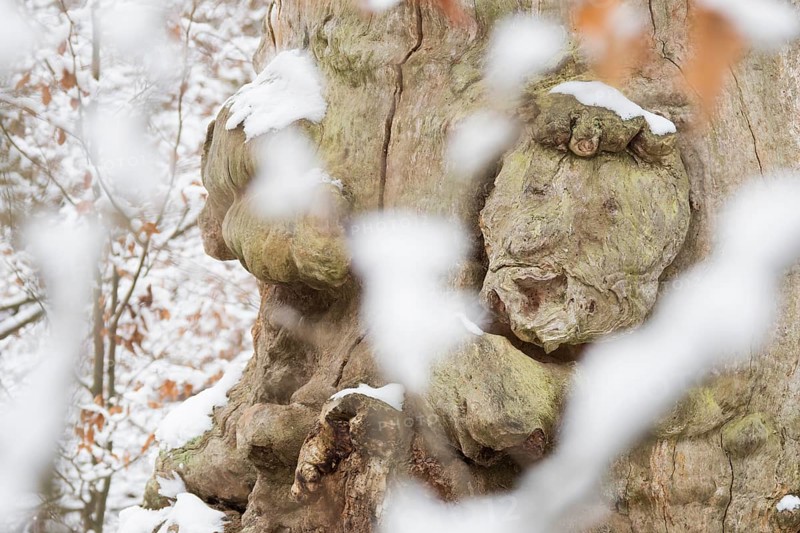Waxing on an old hute beech in the Sababurg primeval forest