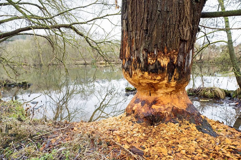 Beaver damage or gnaw marks on tree on the bank of the Fulda near Kassel