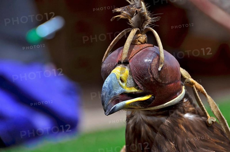 Head of golden eagle with bonnet in falconry