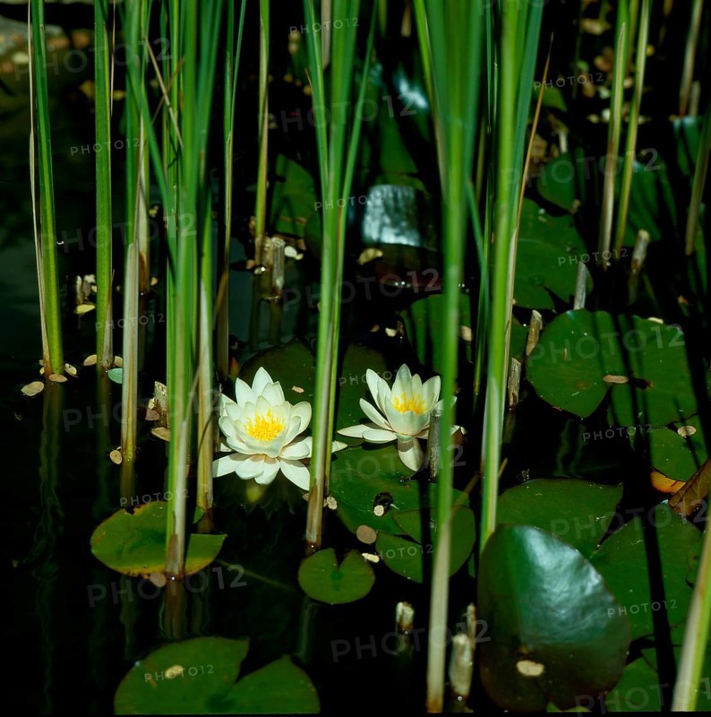 Garden pond with white water lily