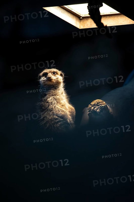 Meerkats