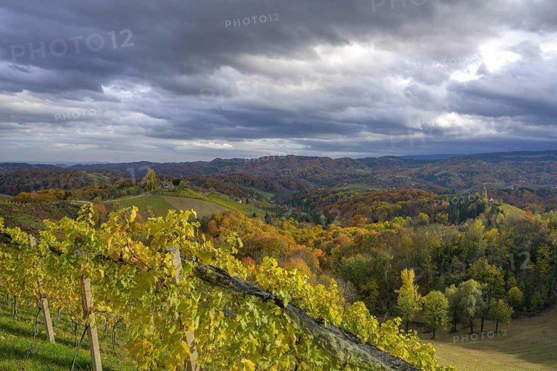 Autumn vineyards