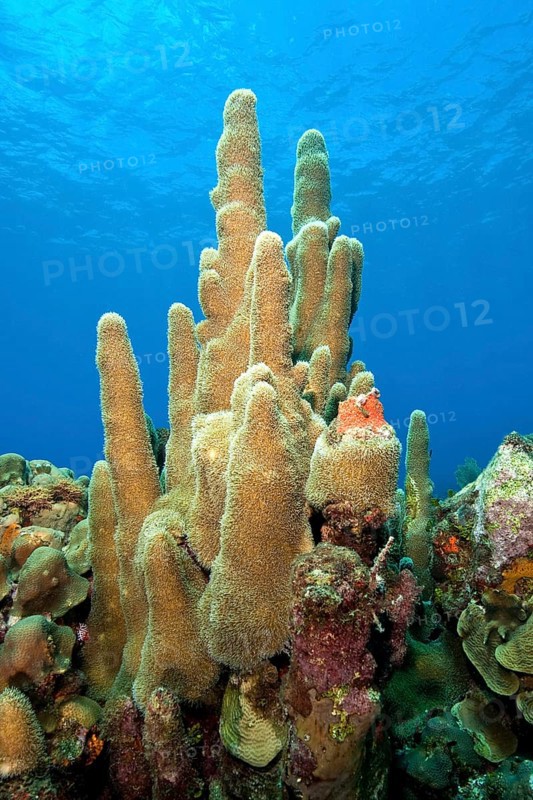 Pillar coral