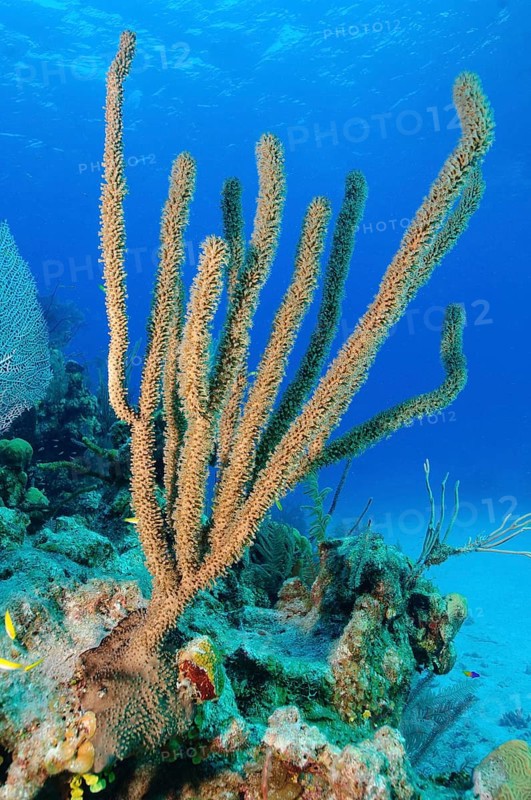 Caribbean horn coral