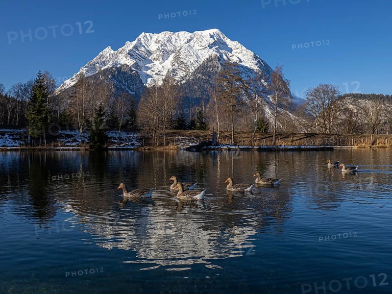 Geese swimming in the lake