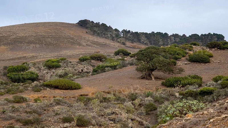 Juniper trees at sunset