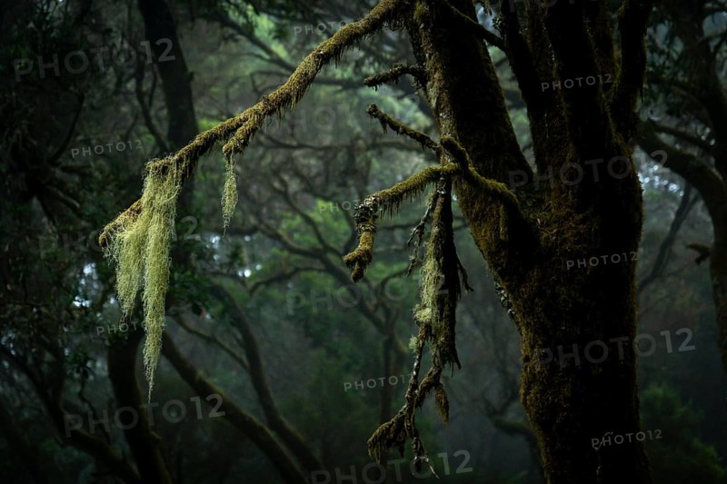 Moss-covered trees in laurel forest