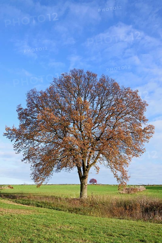 Deciduous trees