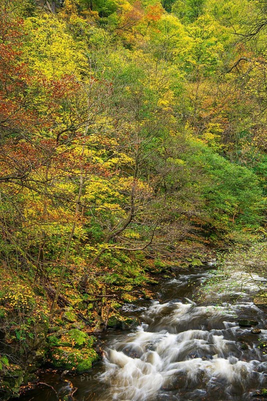 River Bode in the autumnal Harz Mountains