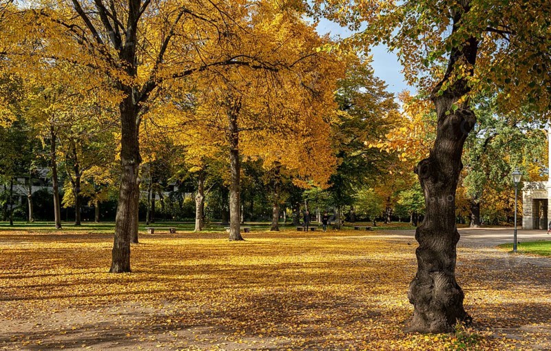 Autumn impressions and autumn leaves in a park