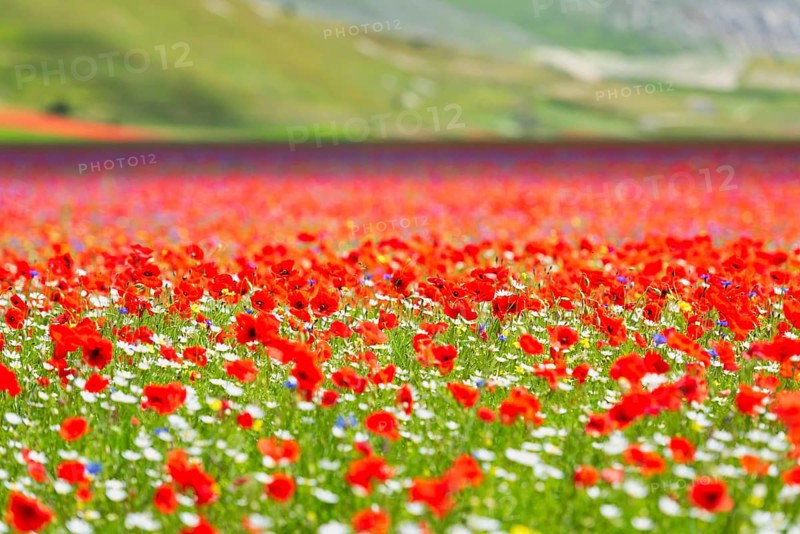 Blooming on plateau Piano Grande