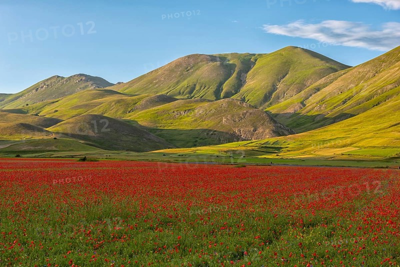 Blooming on Piano Grande di Castelluccio di Norcia