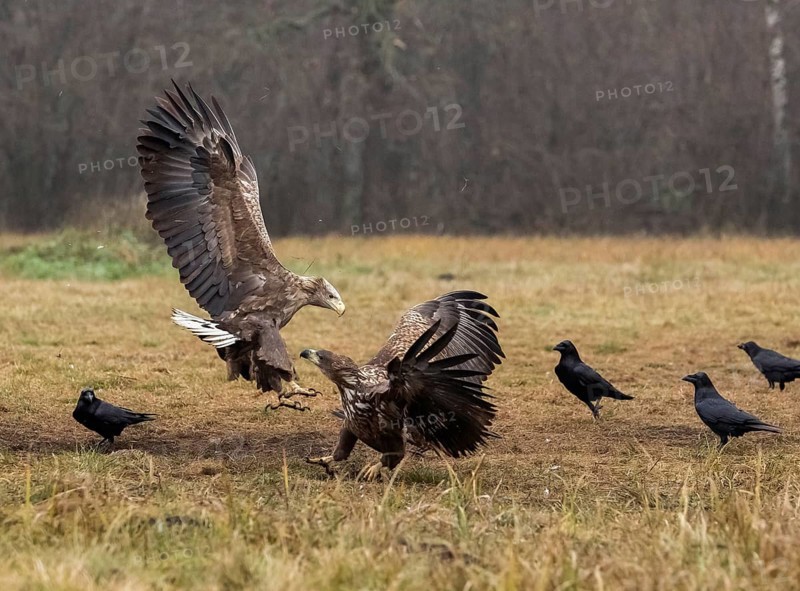 White-tailed eagle