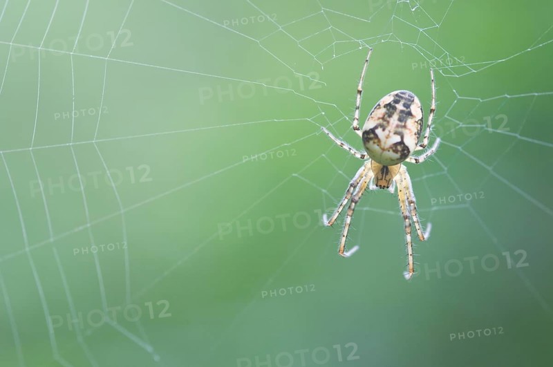 Longjawed orbweaver