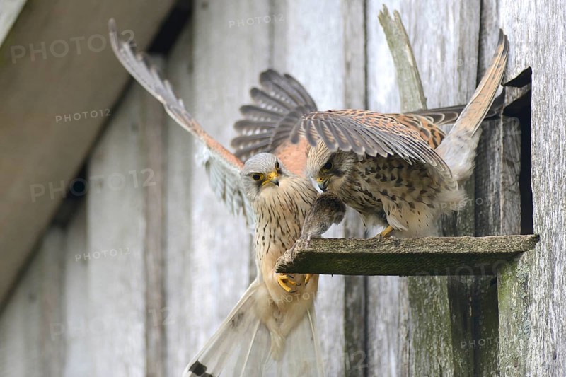 Common kestrels