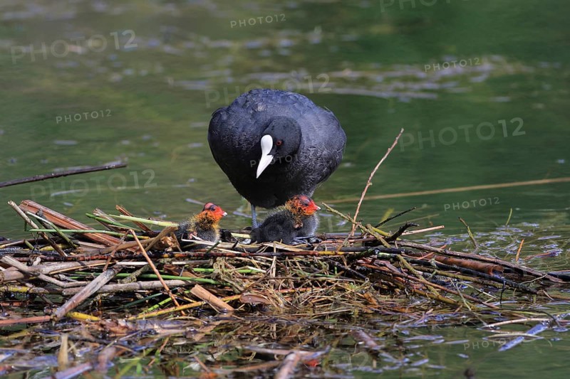 Common coot