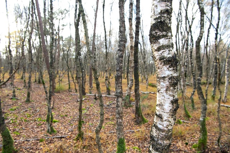 Birch carr