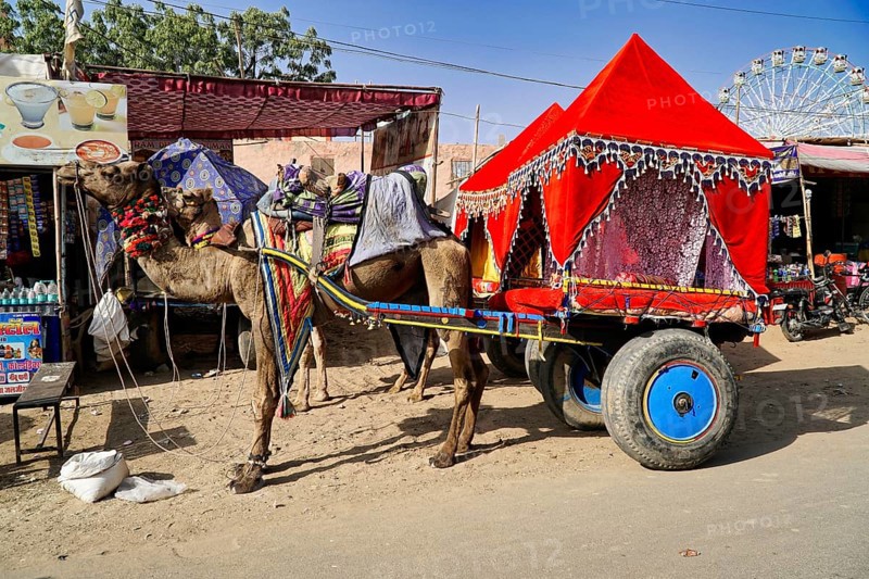 Camel cart