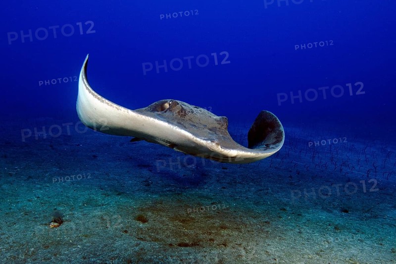 Roughtail stingray