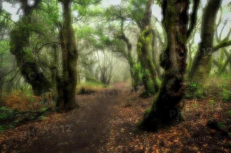 Hiking trail through laurel forest