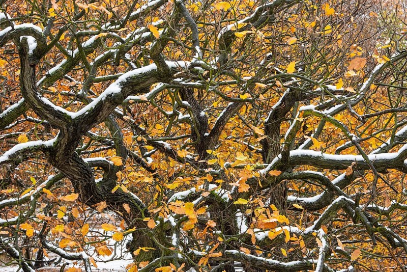 First snow on the autumnal slopes of the Bode Valley in the Harz Mountains