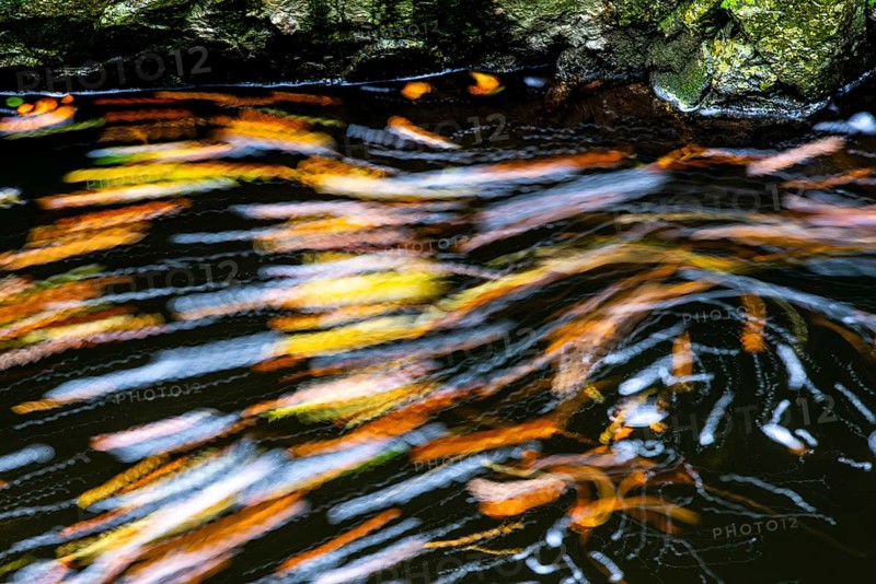 Leaves in the river Bode in the autumnal Harz