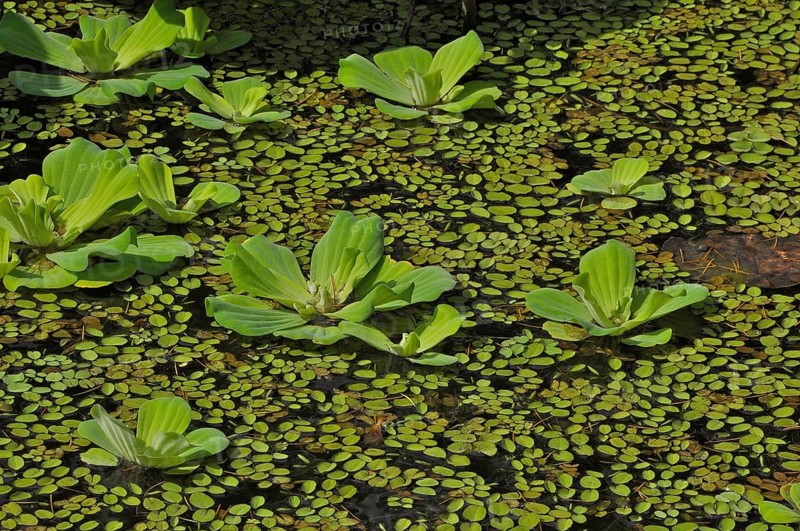 Water lettuce in lily pond