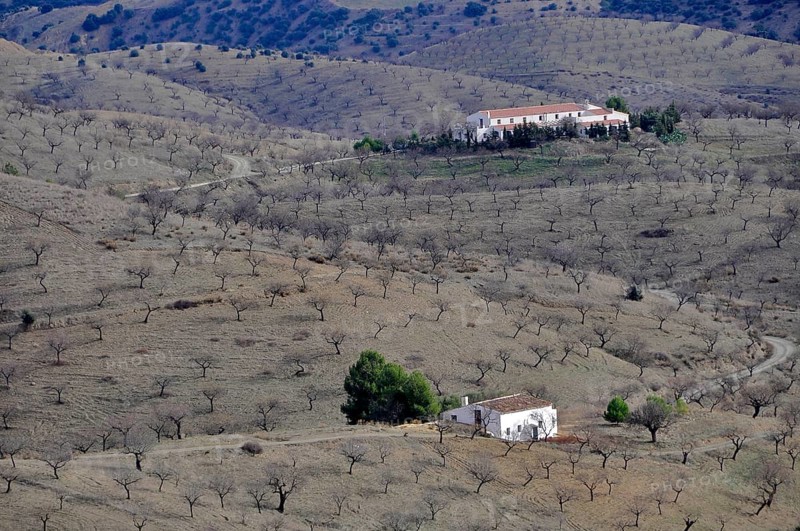 Finca in the middle of a bare almond plantation in hilly landscape