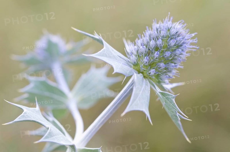 Sea holly