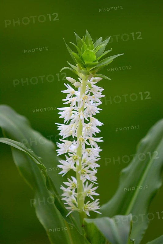 Pineapple Lily Pineapple Flower Eucomis autumnalis Blossom Bloom Ellerstadt Germany Germany