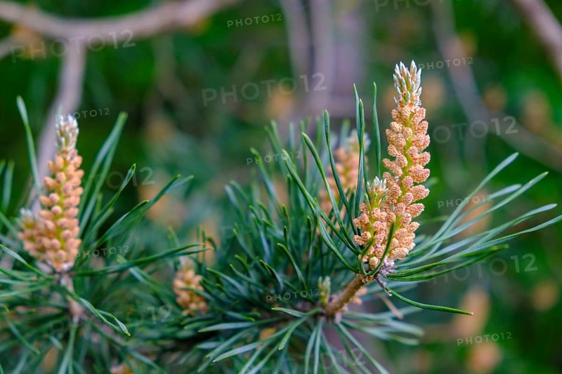 Flowering pine tops