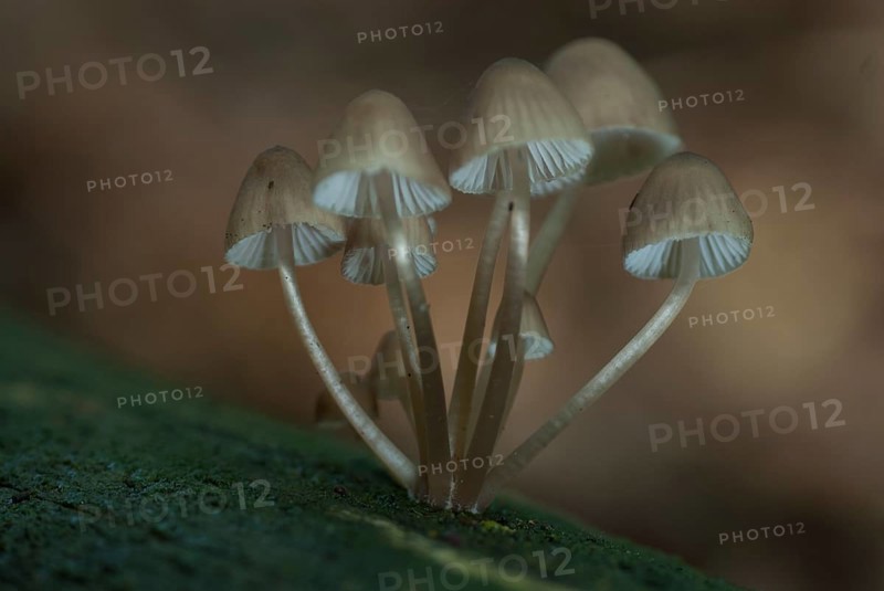 White milky helminth milking bonnet