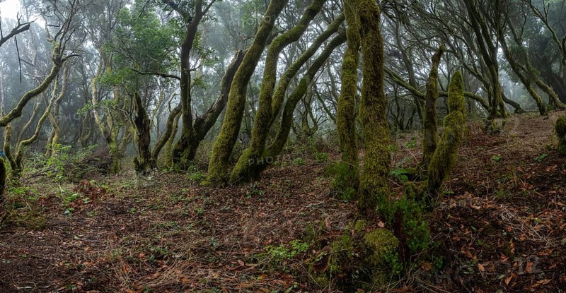 Moss-covered trees in laurel forest