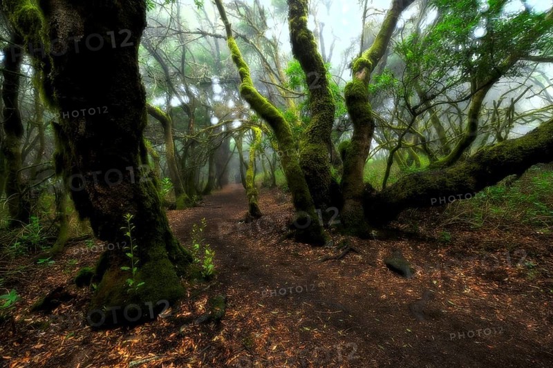 Hiking trail through laurel forest