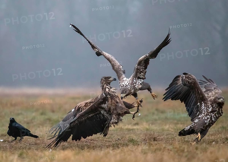 White-tailed eagle