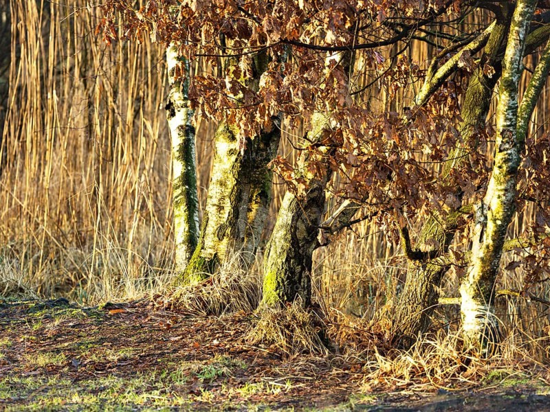 Birch group