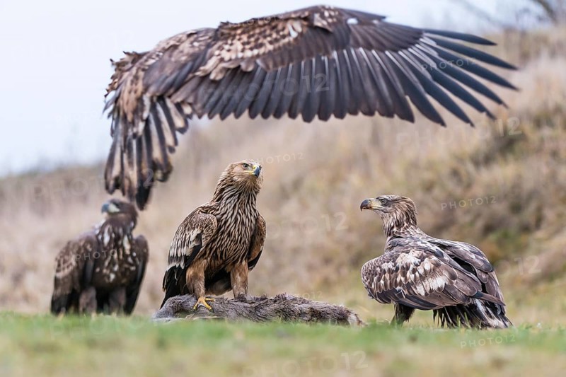 White-tailed eagle