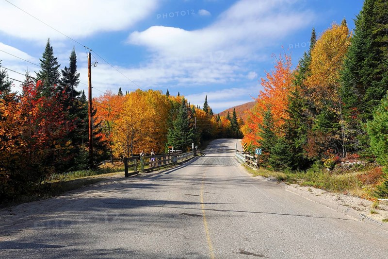 Road in a forest