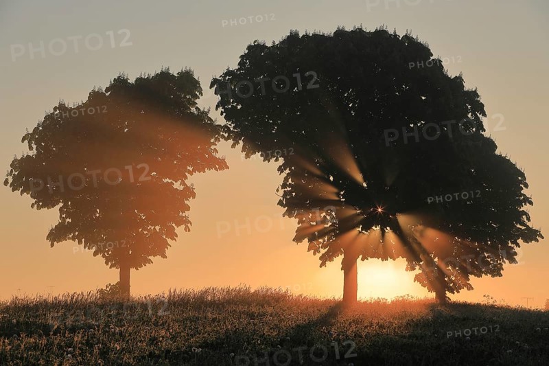 Sunbeams penetrate tree