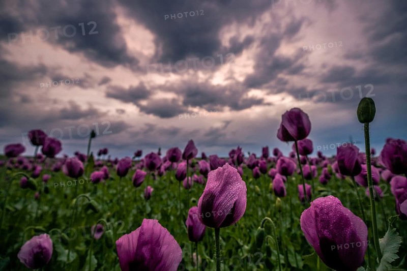 Opium poppy
