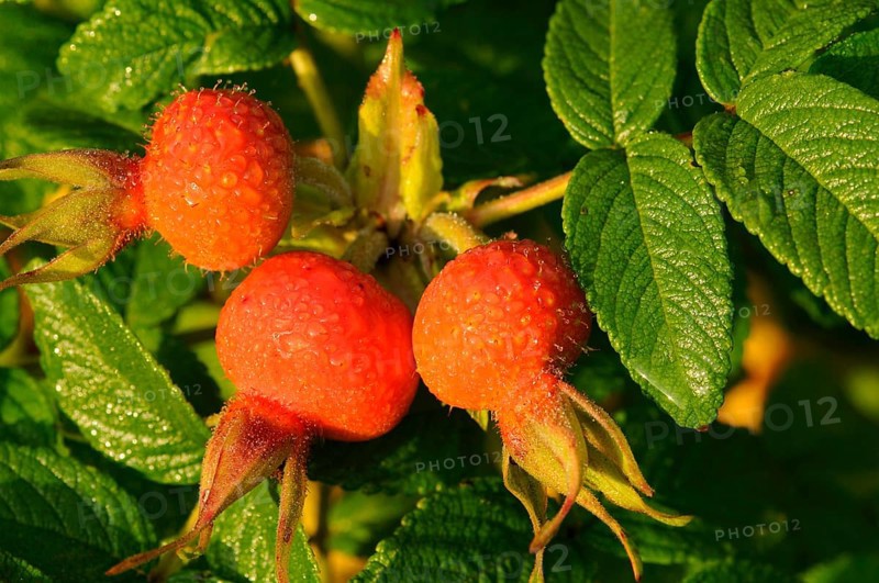 Rugosa rose