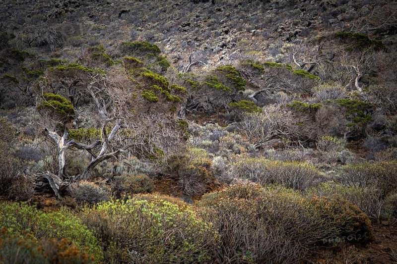 Juniper tree