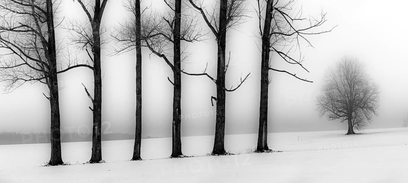 Trees in the fog in winter landscape