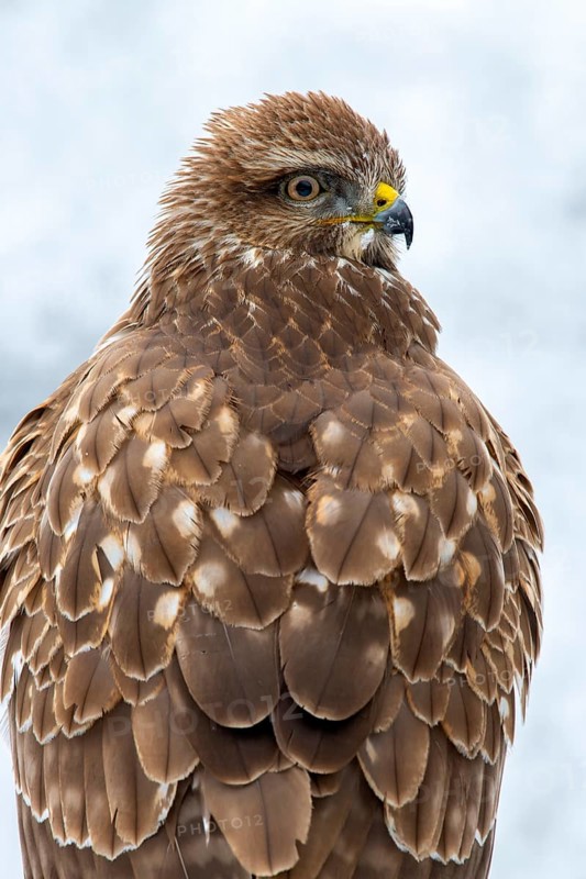 Steppe buzzard